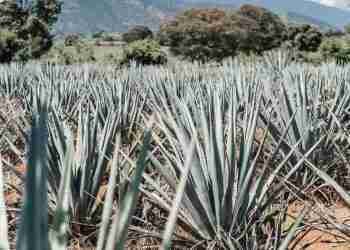 Raicilla, no le pide nada prestado al tequila