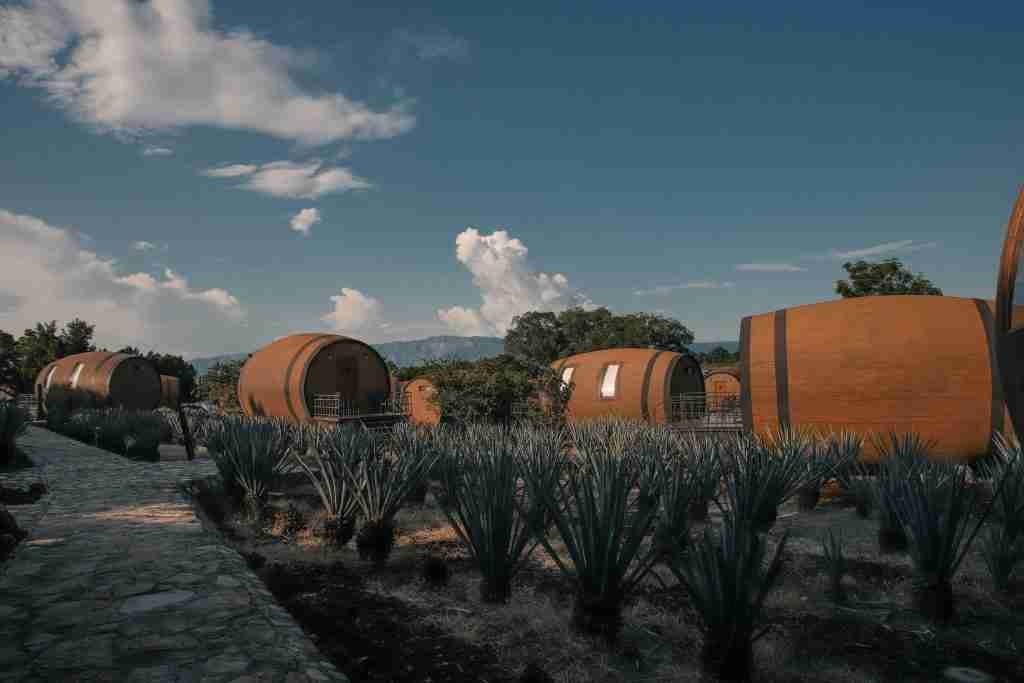 Hospedaje tequila_día del tequila