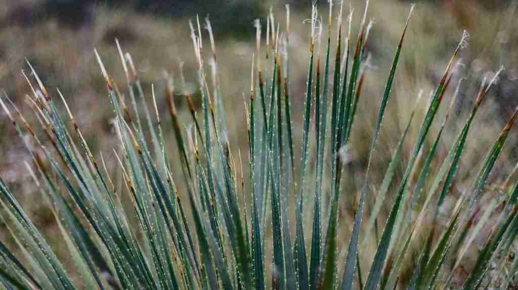 Planta sotol. La bebida del desierto