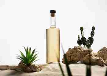 Sotol, bebida del desierto