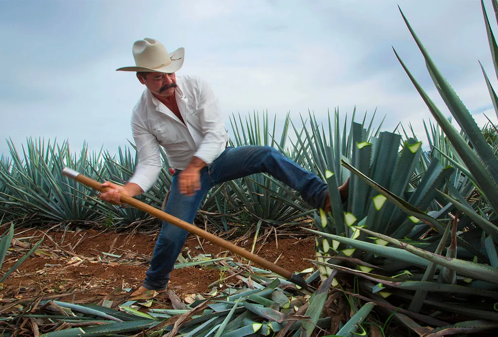 Coa y jimador. Tequila