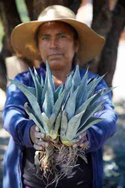 Mujeres con agave