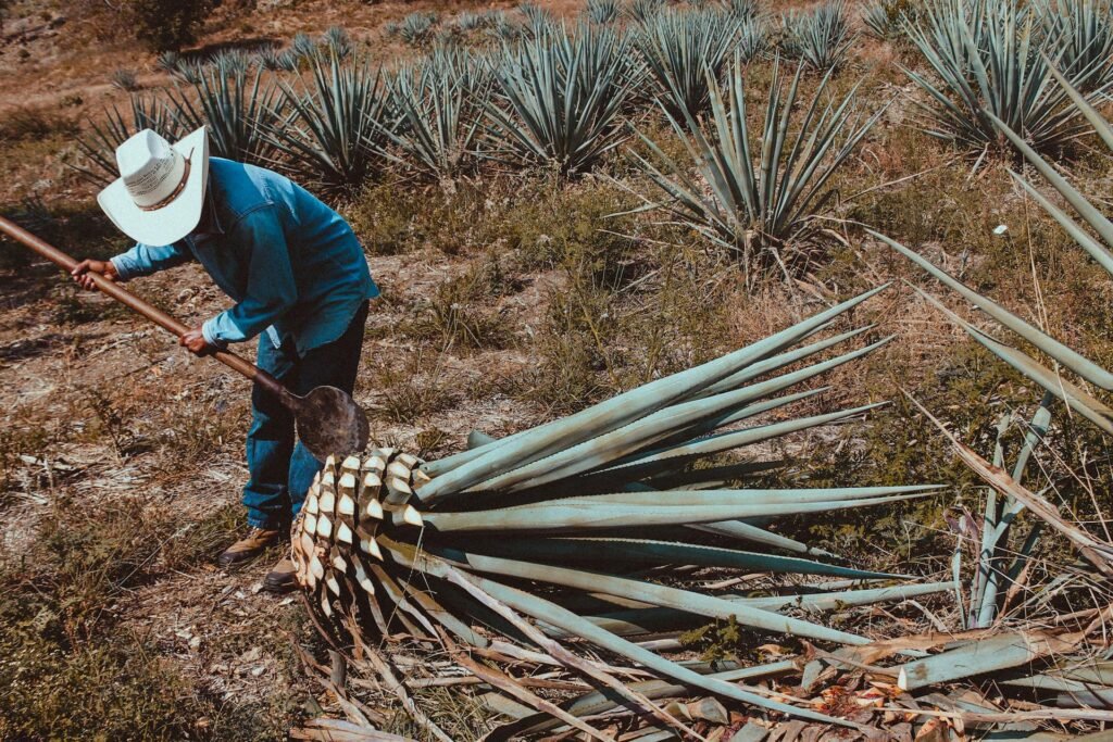 Tequila. Denominación de origen