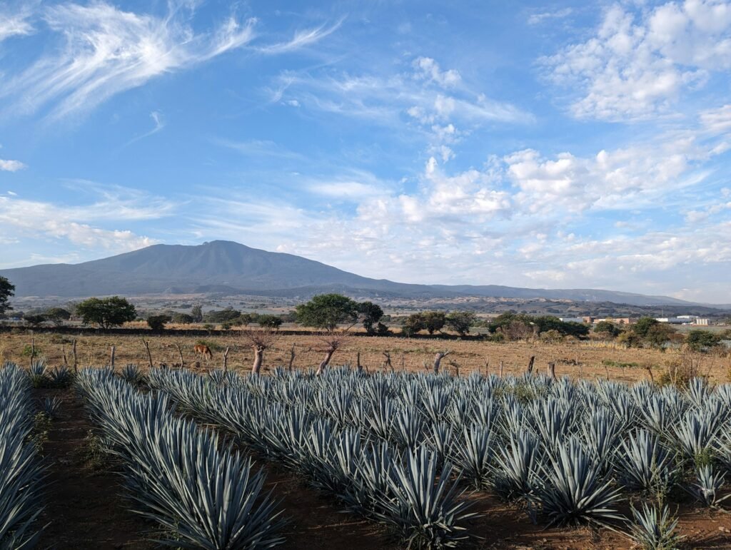 Tequila. Denominación de origen 1