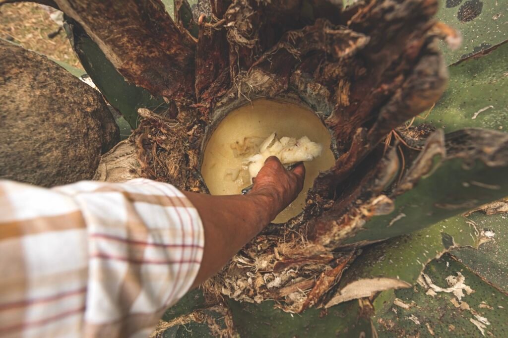Aguamiel. Raspado del pulque