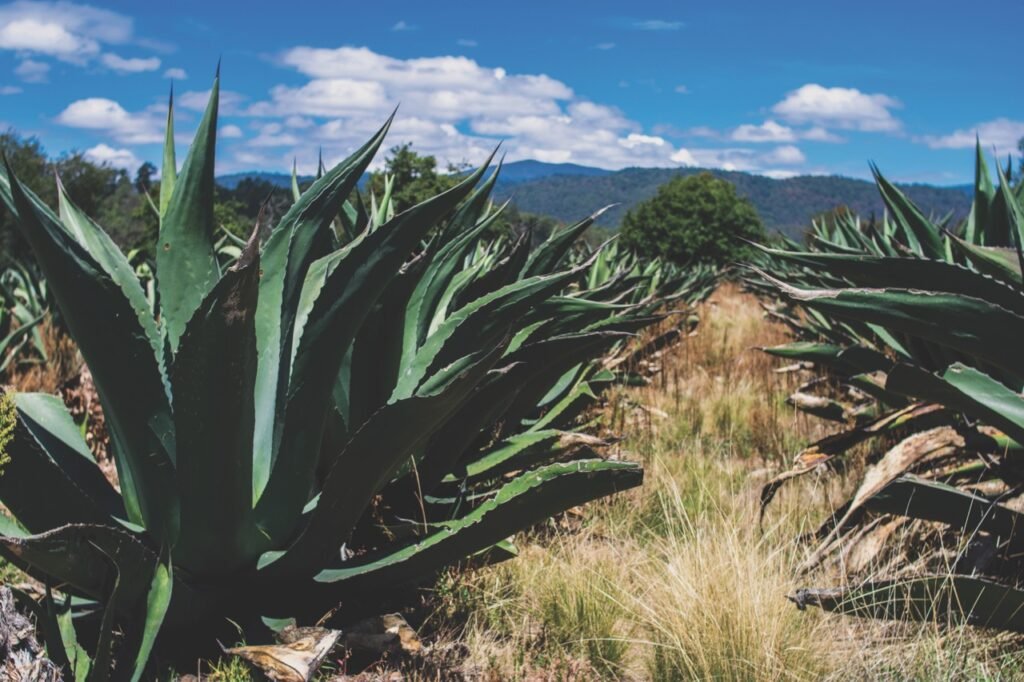 Maguey Salmiana