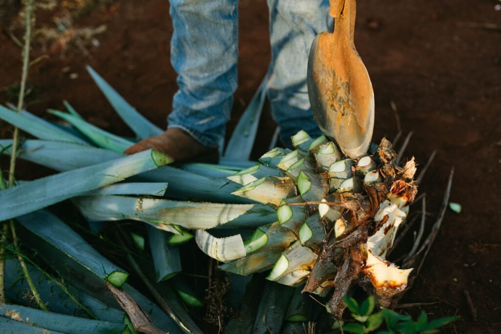 piña