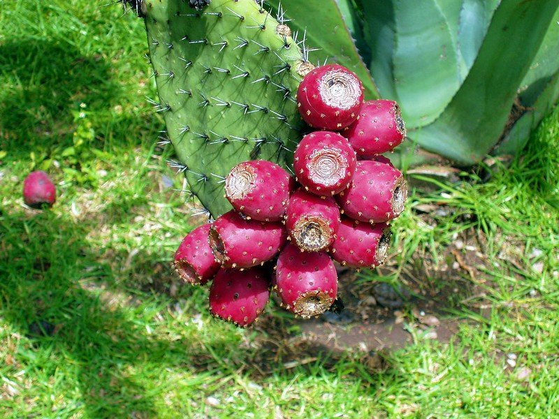 xoconostle