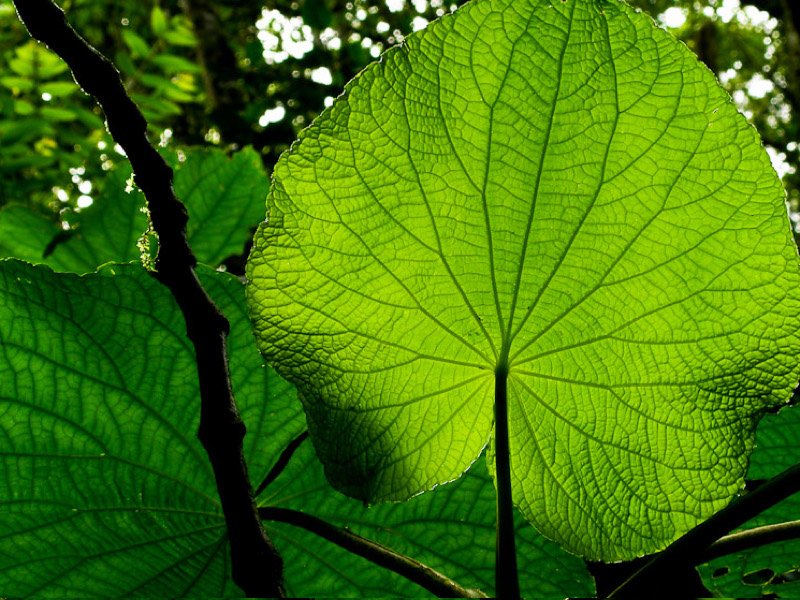 hoja santa