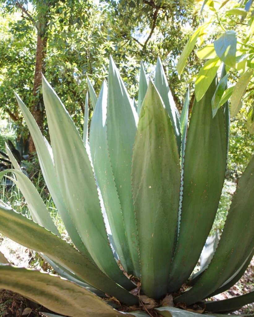 Agave Bruto o Alto. Día del Mezcal