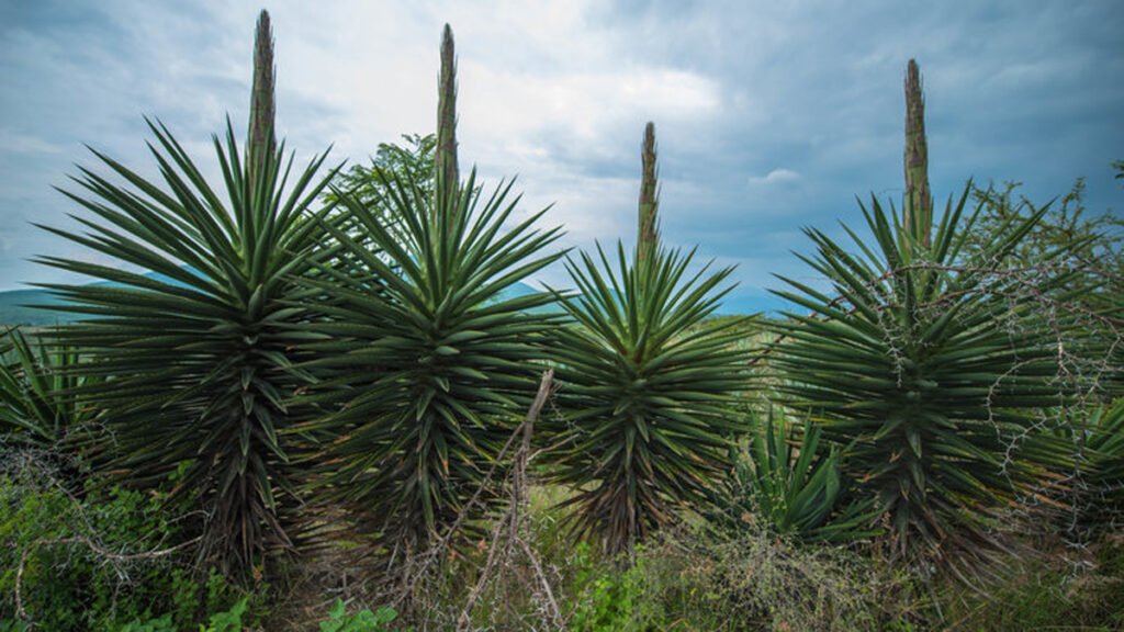 Agave Cuishe. Día del Mezcal
