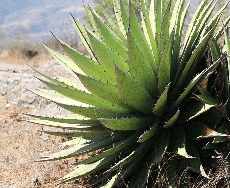 Agave Jabalí. Día del Mezcal