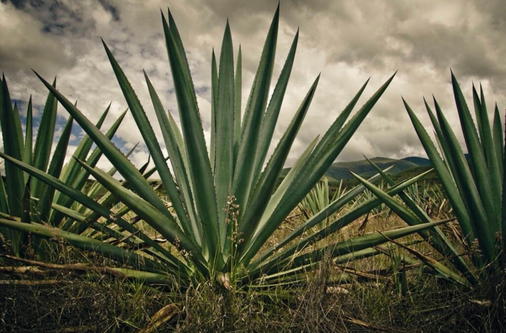 Agave Espadín. Día del Mezcal