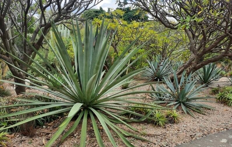 Agave arroqueño. Día del Mezcal