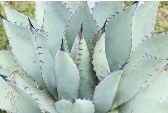 Agave cenizo. Día del Mezcal