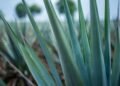 Día del Mezcal. Tipos de agaves