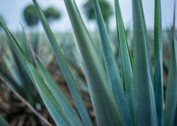 Día del Mezcal. Tipos de agaves