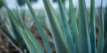 Día del Mezcal. Tipos de agaves