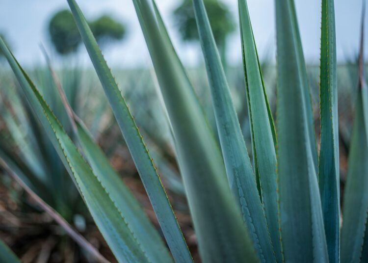 Día del Mezcal. Tipos de agaves