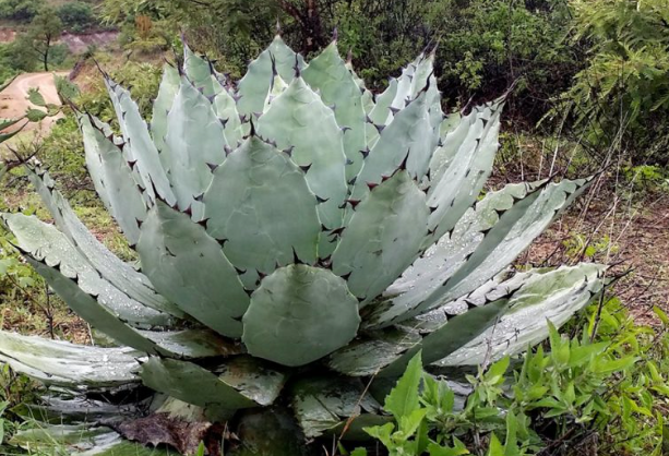 Agave Papalote. Día del Mezcal