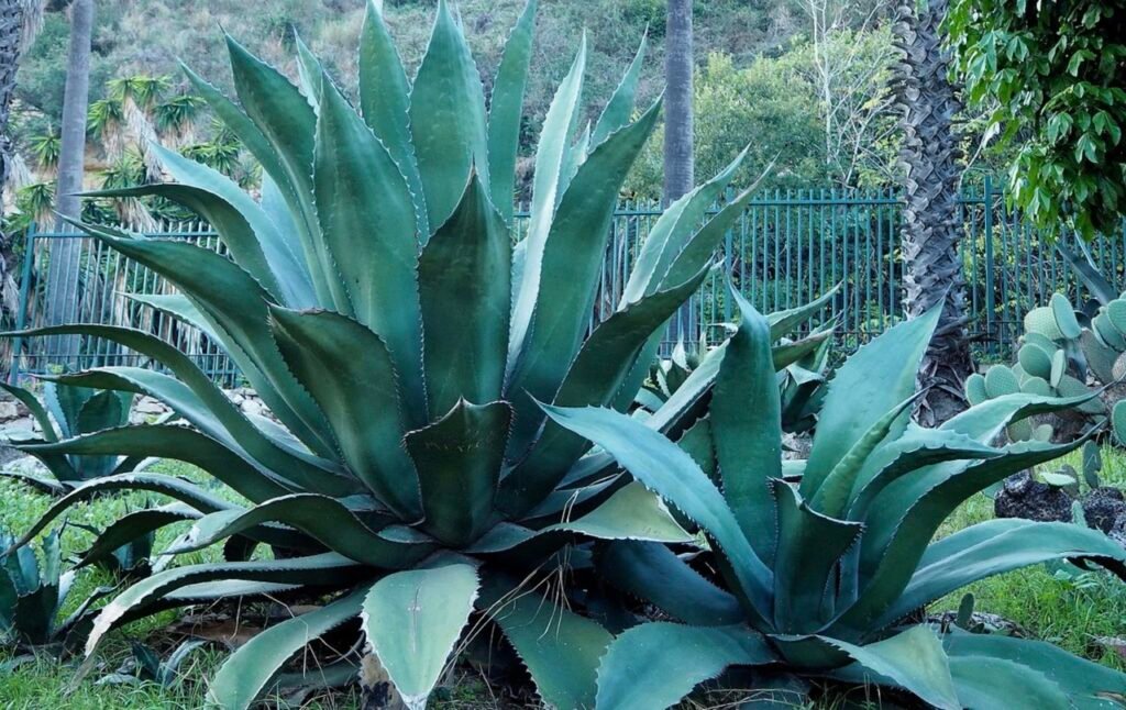Agave Salmiana. Día del Mezcal