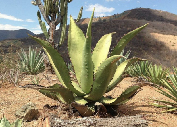Agave Tepeztate. Día del Mezcal