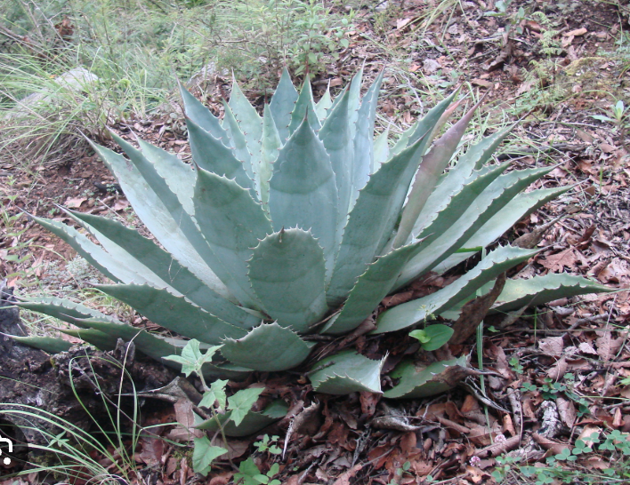 Agave Tobalá. Día del Mezcal